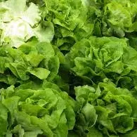 Insalata di Lusia IGP - Veneto