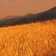 Farro della Garfagnana IGP - Toscana