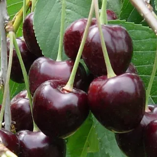 Ciliegio durone sarzanese PAT - Liguria