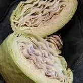 Cavolo cappuccio di Collina di Forni Avoltri PAT-Friuli Venezia Giulia