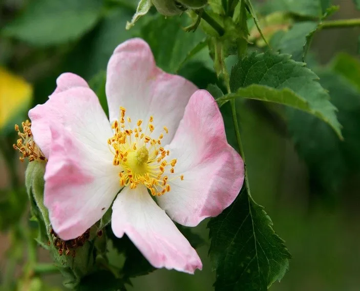 Una rosa come macchia