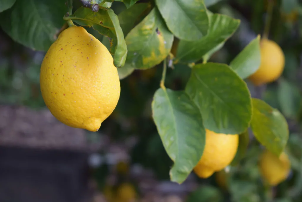 Il Limone nelle battaglie navali tra 700 e 800