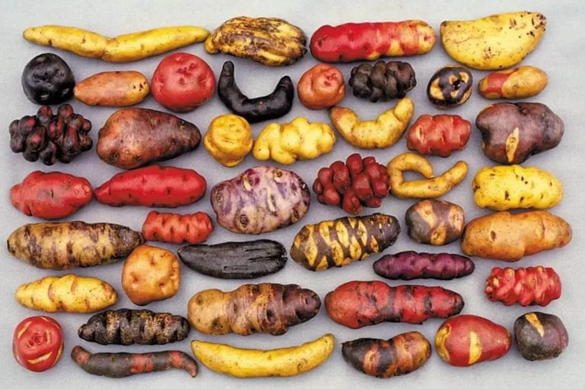 Patate Andine
