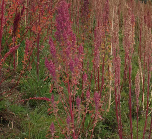 Quinoa
