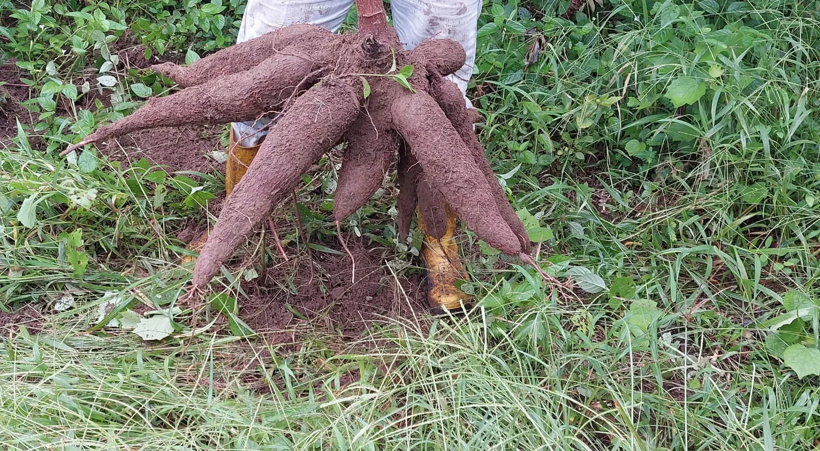 Yuca
